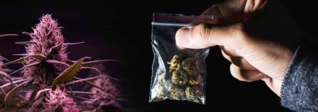 The Ultimate Cannabis Dosage Guide: All the FACTS & More