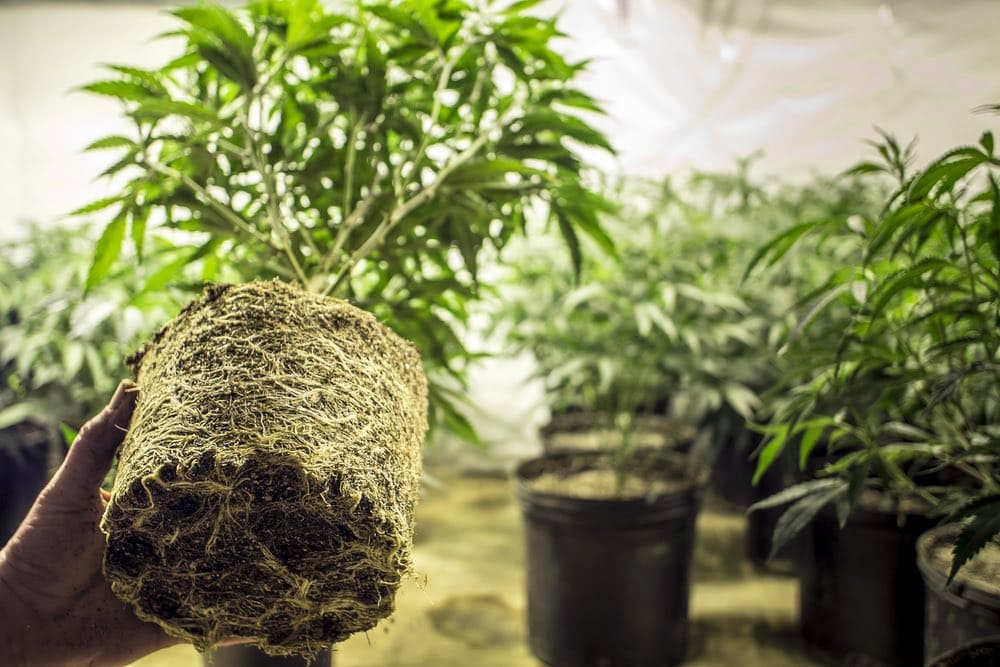 cannabis career grow room