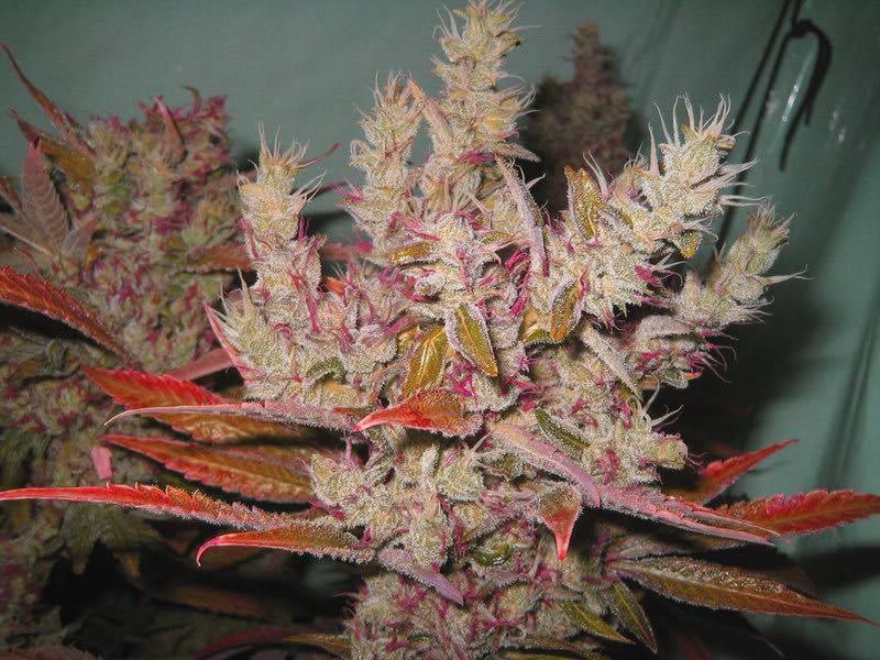 pink kush