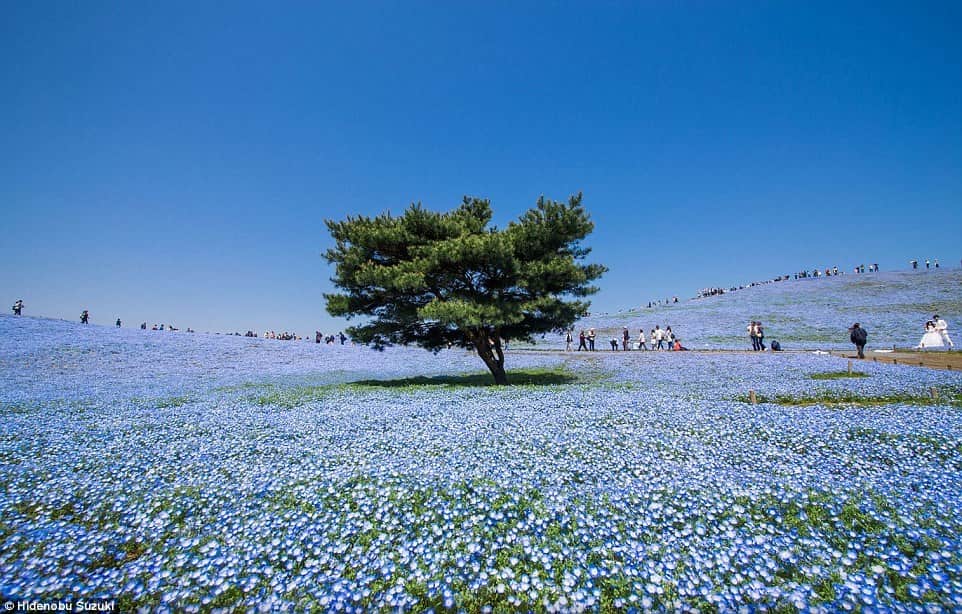 hitachi seaside park, japan