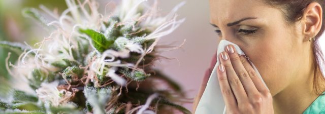 How to Know If You’re Allergic to Weed [Definitive Guide]