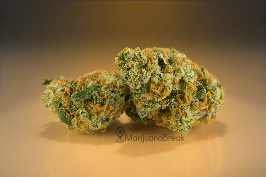 northern lights marijuana strain