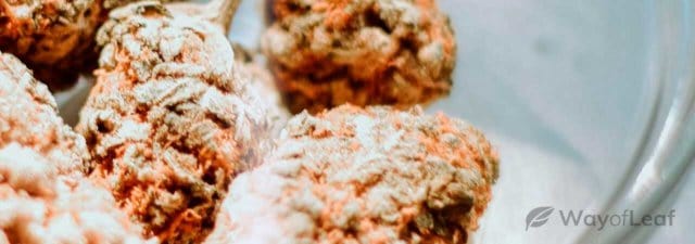 5 Best Hybrid Cannabis Strains on the Market