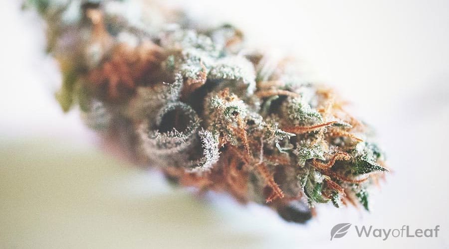 hawaiian-snow-strain