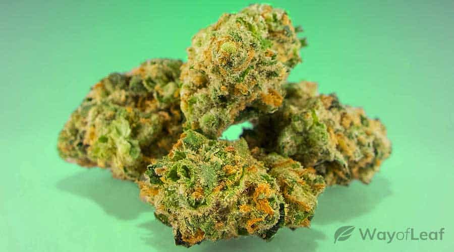 durban-poison-strain