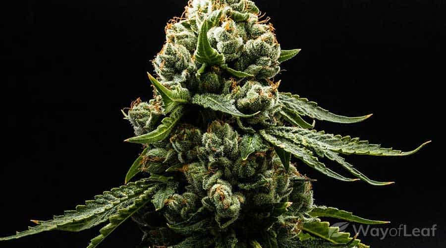 moby-dick-cannabis-strain