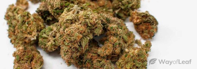 The 5 Best Sativa Weed Strains of All Time