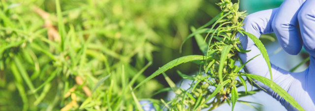 Is CBD Really Non-Psychoactive, or Is This a Myth?
