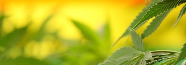 How to Prevent Developing a Cannabis Tolerance [Must-Know Trick]