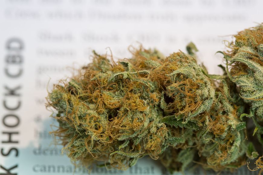 shark shock marijuanabreak