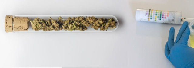 Failed A Drug Test Due to Medical Marijuana? Here’s What to Do