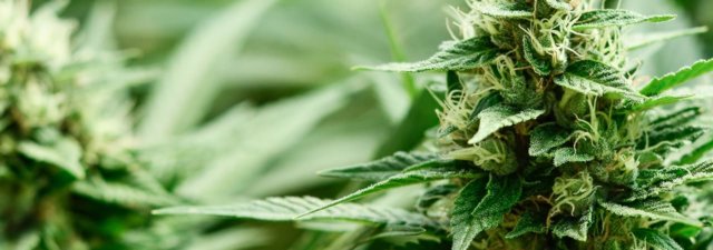 The CIA & Cannabis: Here’s the Shocking Truth