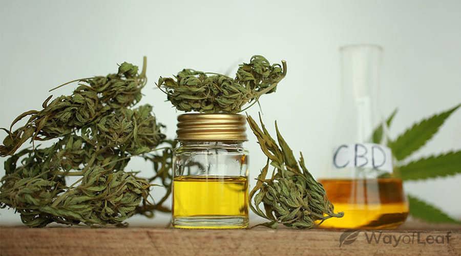 cbd-hemp-oil-and-cbd-cannabis-oil-are-the-same-thing
