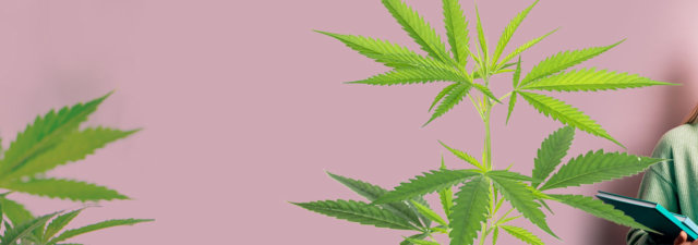 Can Weed Make You Smarter? [Finally Answered]