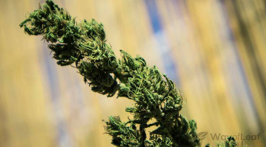 kosher-kush-–-the-blessed-strain