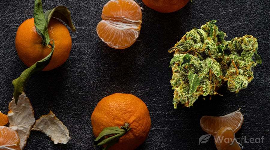 tangerine-dream-–-the-connoisseurs-strain