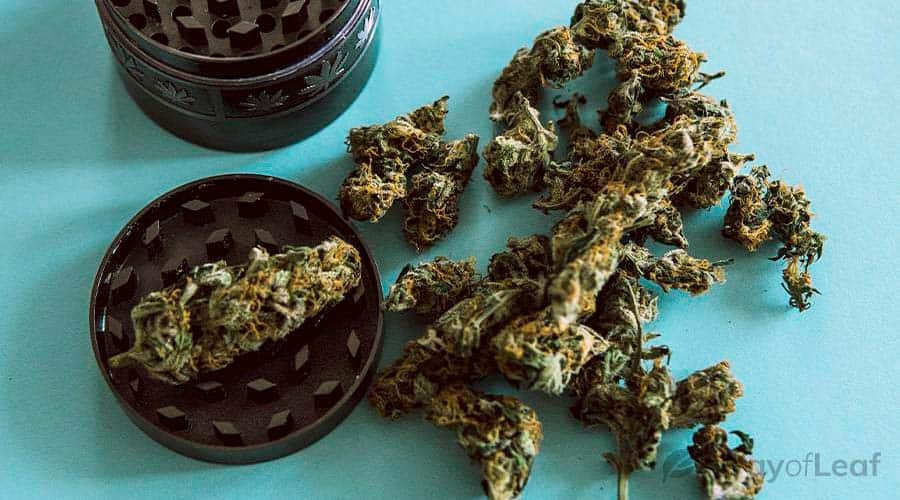 y-griega-–-the-complex-strain