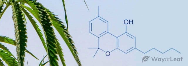 CBN: All You Need to Know About Cannabinol in One Guide