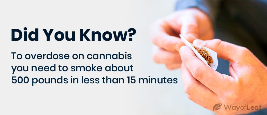 quotes-marijuana-overdose-deaths