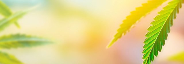 Photosynthesis in Cannabis: How It Works