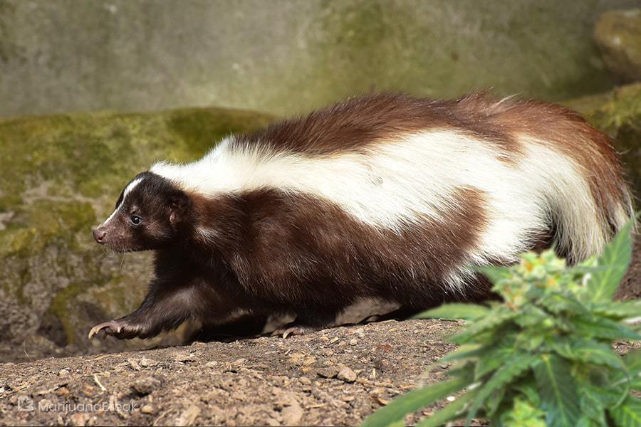 skunk animal