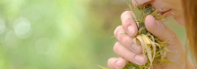 5 Really Strange Things That Kinda Smell Like Weed