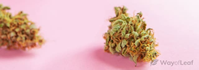 5 of the Most Ravishing Marijuana Strains You’ll Ever See