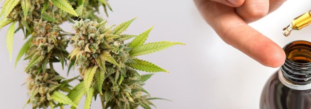 CBD Oil Ingredients: What You Need to Know