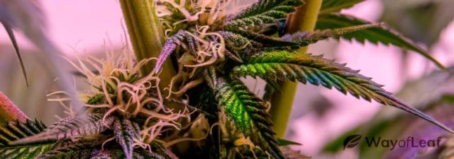 5 Best Marijuana Strains for an Energy Boost