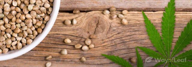 Why Eat Marijuana Seeds: 5 Key Health Benefits to Know About