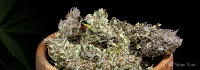 Drying and Curing Cannabis Buds [The Easy Guide]