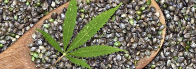 5 Best Marijuana Seeds for Beginners