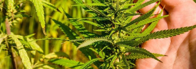 7 Must-Read Rules for How to Grow Weed [And Not Get Caught…]