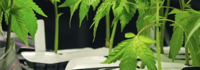 How to Clone Weed Plants [Do It the RIGHT Way!]
