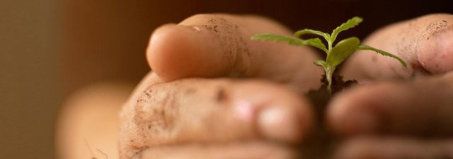 Who Grows the Best Weed in California? [We Reveal the Truth]