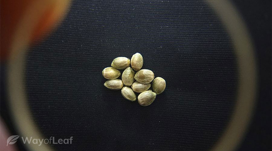 how to germinate cannabis seeds