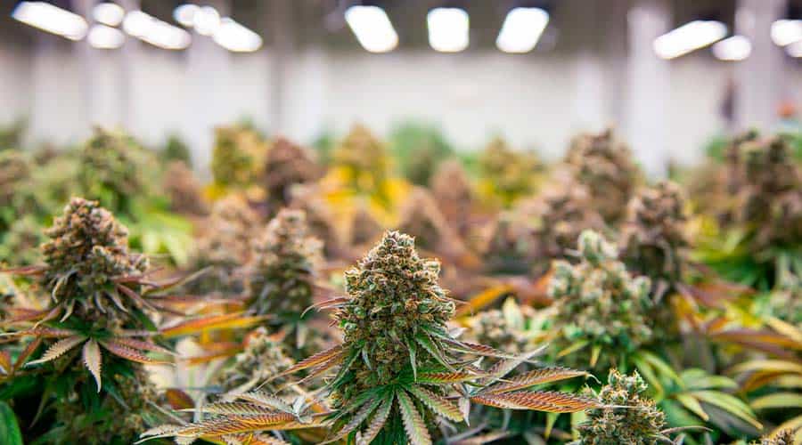 how-to-grow-cannabis-indoors-1