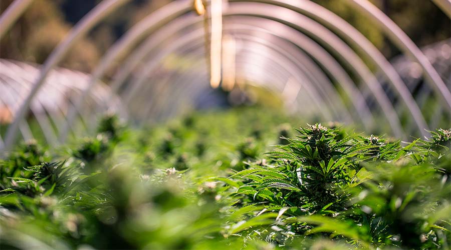 how-to-grow-cannabis-indoors-2