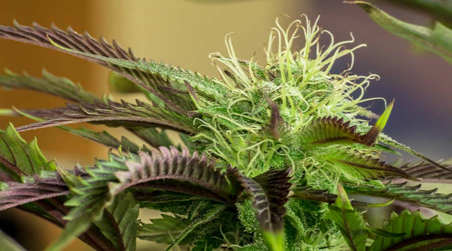 -how-to-grow-cannabis-indoors-3