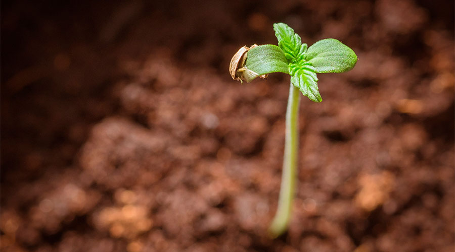 how-to-grow-cannabis-indoors-4