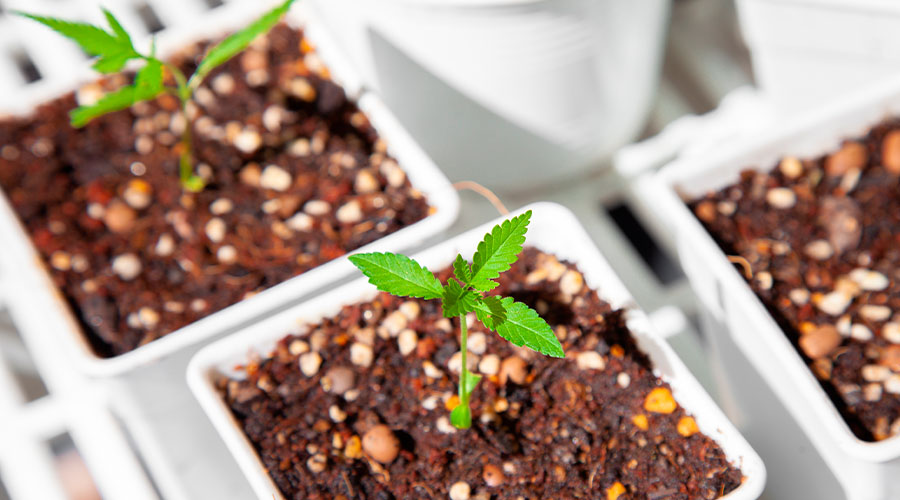 how-to-grow-cannabis-indoors-5