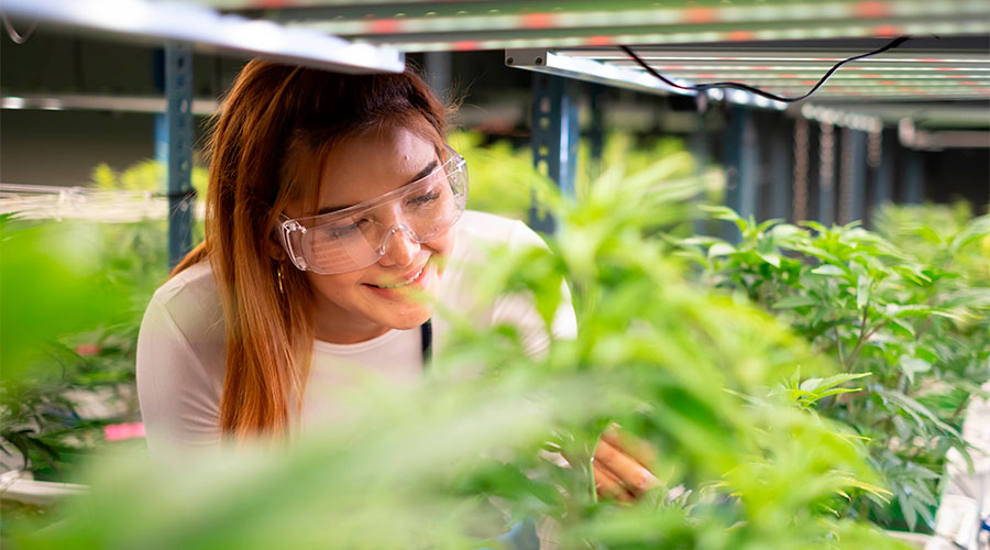 how-to-grow-cannabis-indoors-6