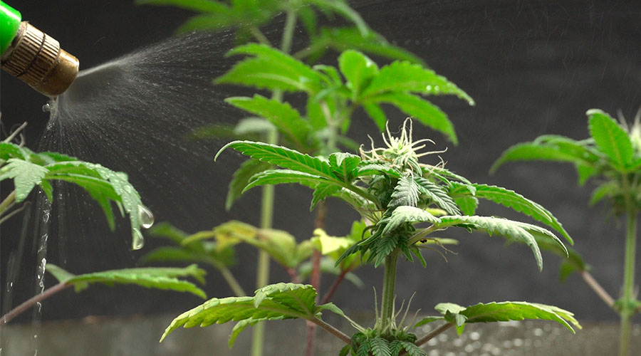 how-to-grow-cannabis-indoors-7