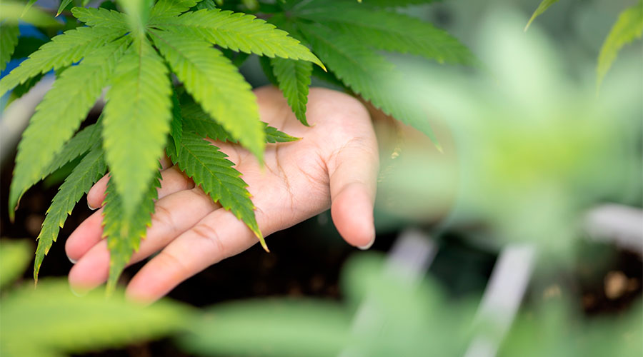 how-to-grow-cannabis-indoors-8