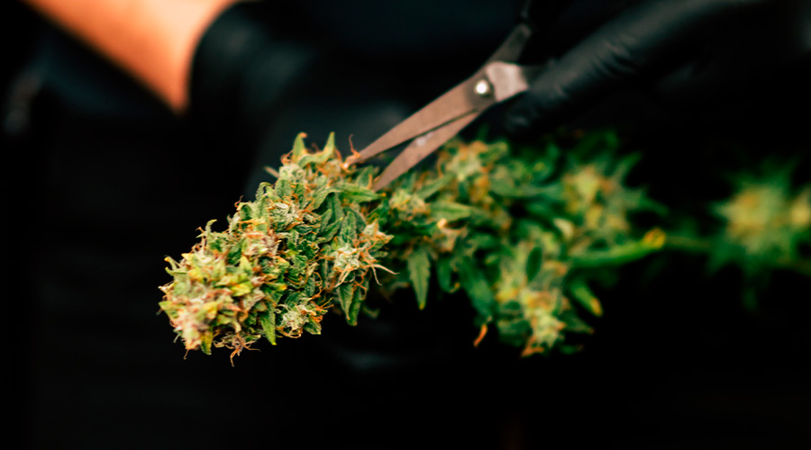 how-to-grow-cannabis-indoors-9