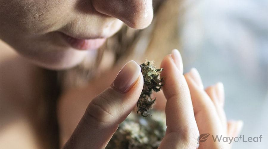 cannabis-curing-increases-potency