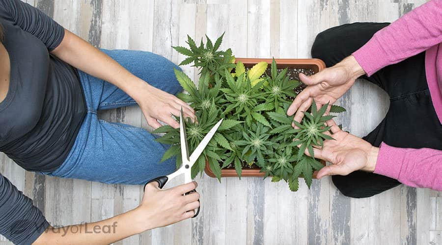 step #9: cut your cannabis plants carefully