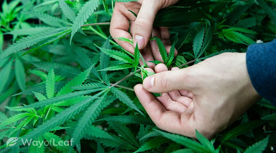 step #1: determine the climate in which you’re going to grow the marijuana