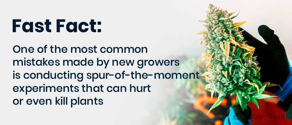 quotes-how-to-grow-cannabis-indoors-1