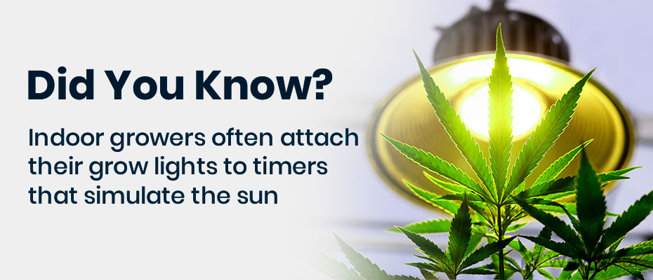 quotes-how-to-grow-cannabis-indoors-2